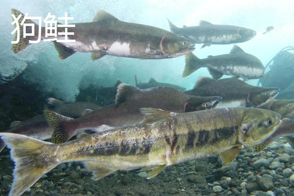 鲑鱼会在哪种河流中栖息,喜欢水质澄清、无污染的河道