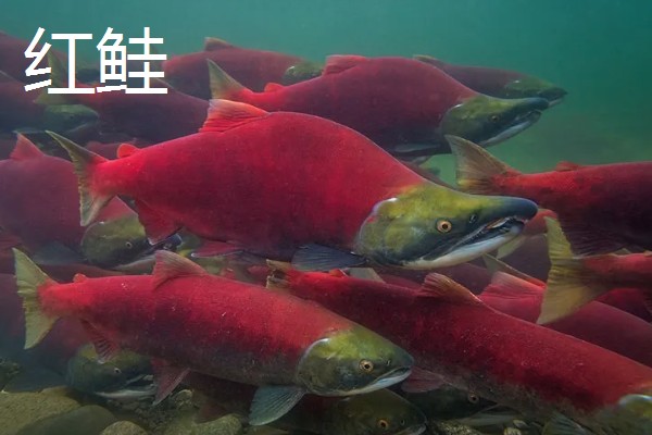 鲑鱼会在哪种河流中栖息,喜欢水质澄清、无污染的河道
