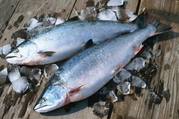 鲑鱼会在哪种河流中栖息,喜欢水质澄清、无污染的河道