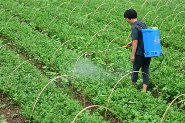 钼肥有什么作用和用法，能避免作物出现发育不良、植株矮小等情况