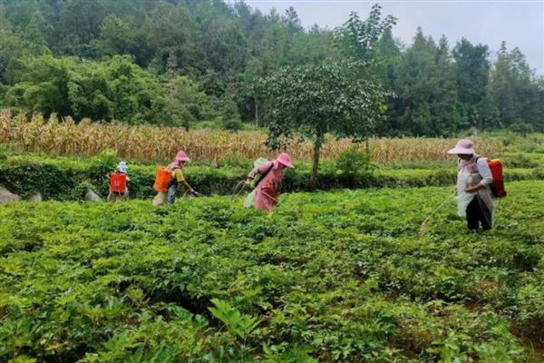 钼肥有什么作用和用法，能避免作物出现发育不良、植株矮小等情况