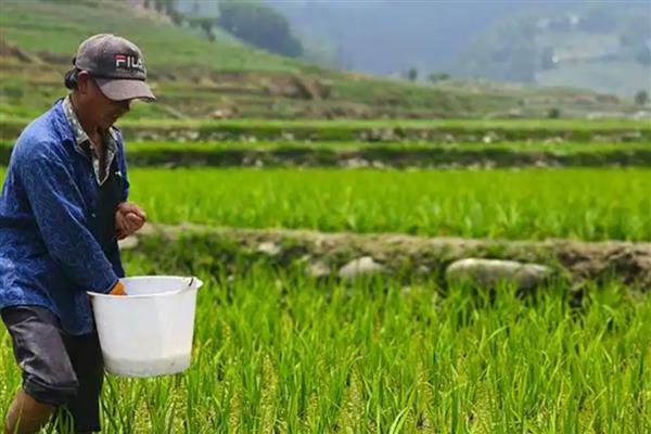钼肥有什么作用和用法，能避免作物出现发育不良、植株矮小等情况