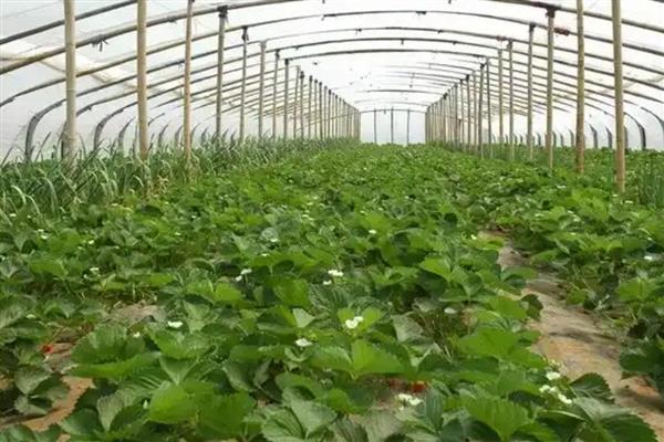 钼肥有什么作用和用法，能避免作物出现发育不良、植株矮小等情况