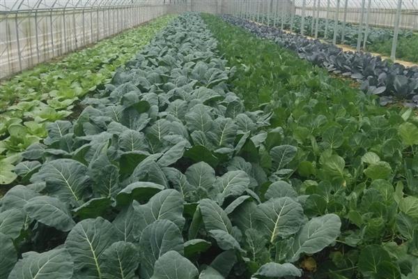 钼肥有什么作用和用法，能避免作物出现发育不良、植株矮小等情况