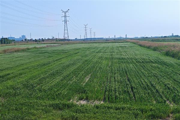 河南冬小麦何时播种,集中在10月4日至13日