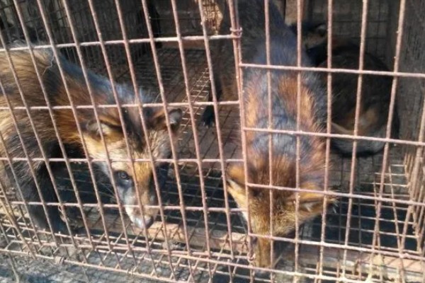 貉子怎么饲养,妊娠前期每天饲喂不少于2次