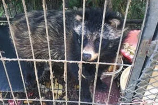 貉子怎么饲养,妊娠前期每天饲喂不少于2次