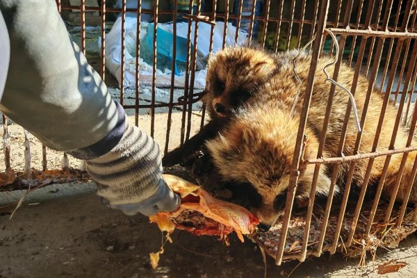 貉子怎么饲养,妊娠前期每天饲喂不少于2次
