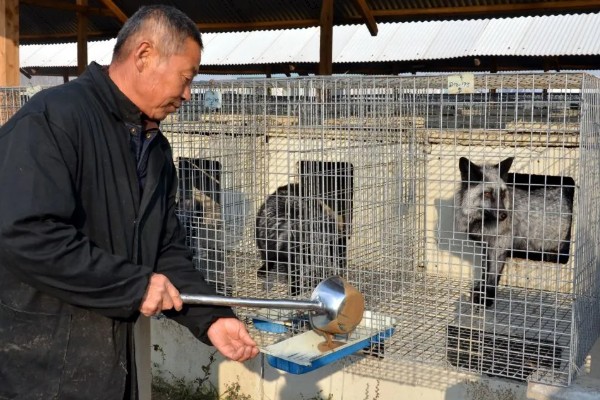 貉子怎么饲养,妊娠前期每天饲喂不少于2次