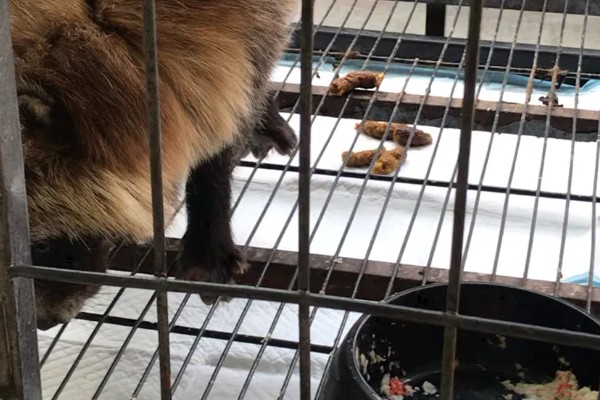 貉子怎么饲养,妊娠前期每天饲喂不少于2次