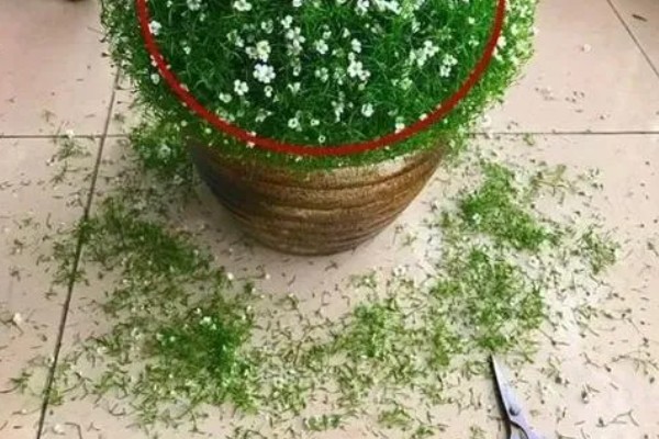 满天星会不会招虫子,枝叶繁茂会为害虫提供生长空间