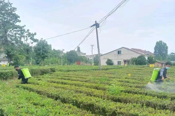 哒螨灵能不能杀卵,对害螨的各个时期都有效