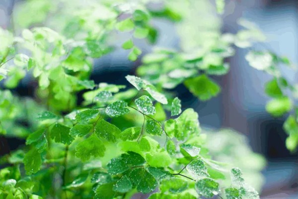 植物的呼吸方法,氧气通过体表的小孔和薄膜进入内部
