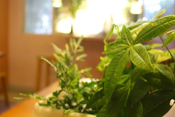 植物的呼吸方法,氧气通过体表的小孔和薄膜进入内部