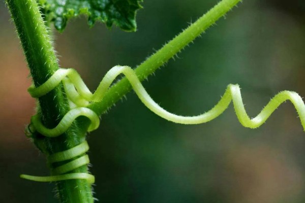植物的呼吸方法,氧气通过体表的小孔和薄膜进入内部