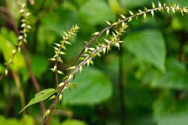 植物的呼吸方法,氧气通过体表的小孔和薄膜进入内部