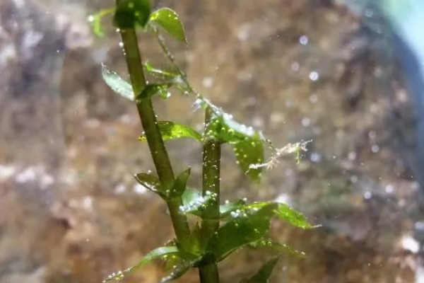 植物的呼吸方法,氧气通过体表的小孔和薄膜进入内部