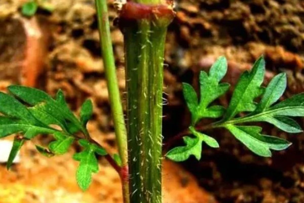 植物的呼吸方法,氧气通过体表的小孔和薄膜进入内部