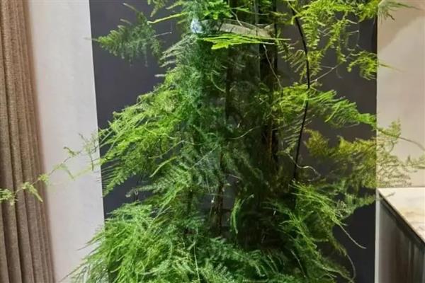 文竹泡水里能不能长根,每隔3-4天换一次水