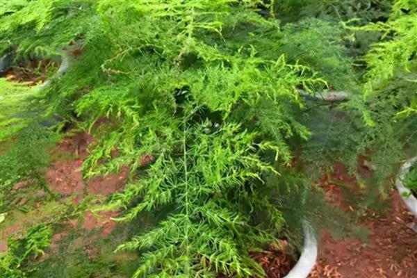 文竹泡水里能不能长根,每隔3-4天换一次水