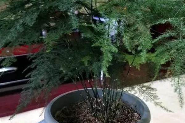 文竹泡水里能不能长根,每隔3-4天换一次水
