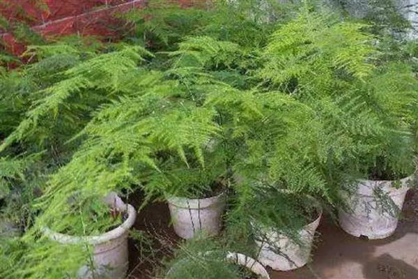 文竹泡水里能不能长根,每隔3-4天换一次水