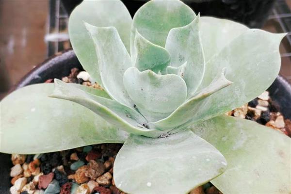 雪山多肉的养殖方法,生长期每隔10-15天浇一次水