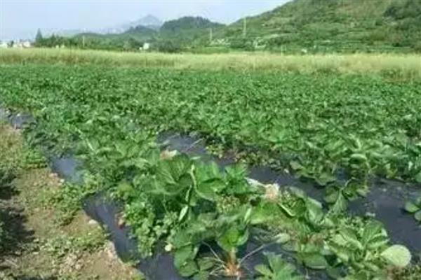 露天草莓怎么种植,确保幼苗的生长点与地面平行