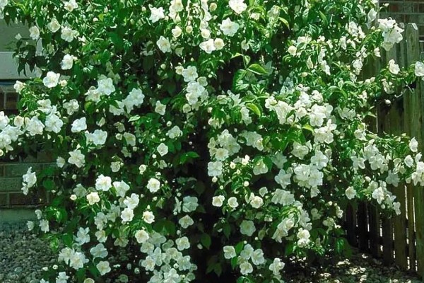 山梅花怎么养殖,生长期追施复合肥