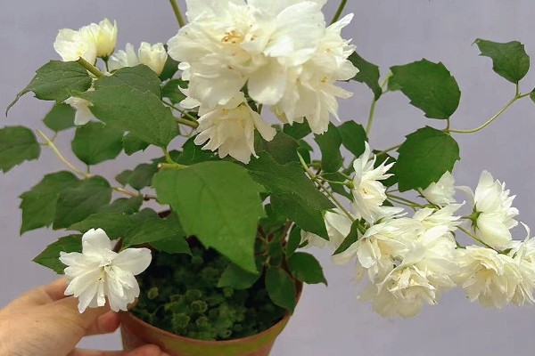 山梅花怎么养殖,生长期追施复合肥