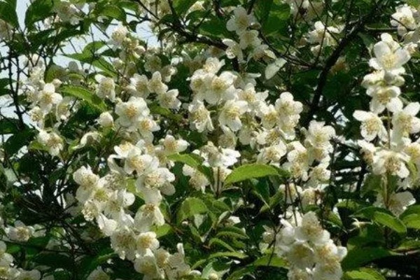 山梅花怎么养殖,生长期追施复合肥