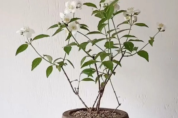 山梅花怎么养殖,生长期追施复合肥