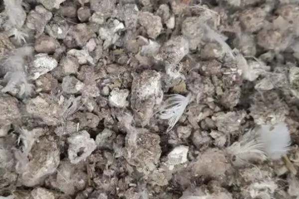 鸽子粪泡水能不能发酵,放入水桶中密封经过30天左右可完成发酵