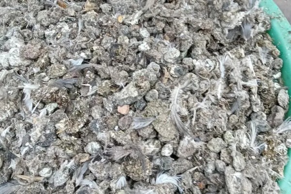 鸽子粪泡水能不能发酵,放入水桶中密封经过30天左右可完成发酵