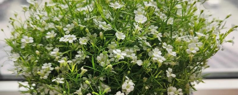 满天星会不会招虫子，枝叶繁茂会为害虫提供生长空间